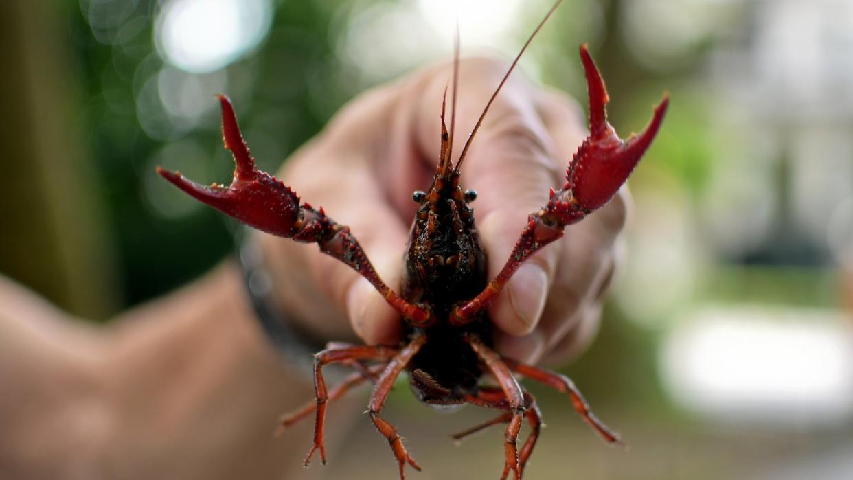 Die Roten Amerikanischen Sumpfkrebse (Procambarus clarkii) in Berlin stammen von ausgesetzten Exemplaren ab und sind schon zu Tausenden aufgetreten. Foto: Britta Pedersen