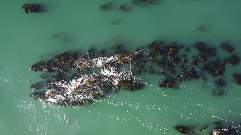 A kelp forest is seen in Saunders Reef off the coast of Gualala, California