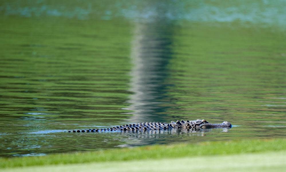 <span>Photograph: David Yeazell/USA Today Sports</span>