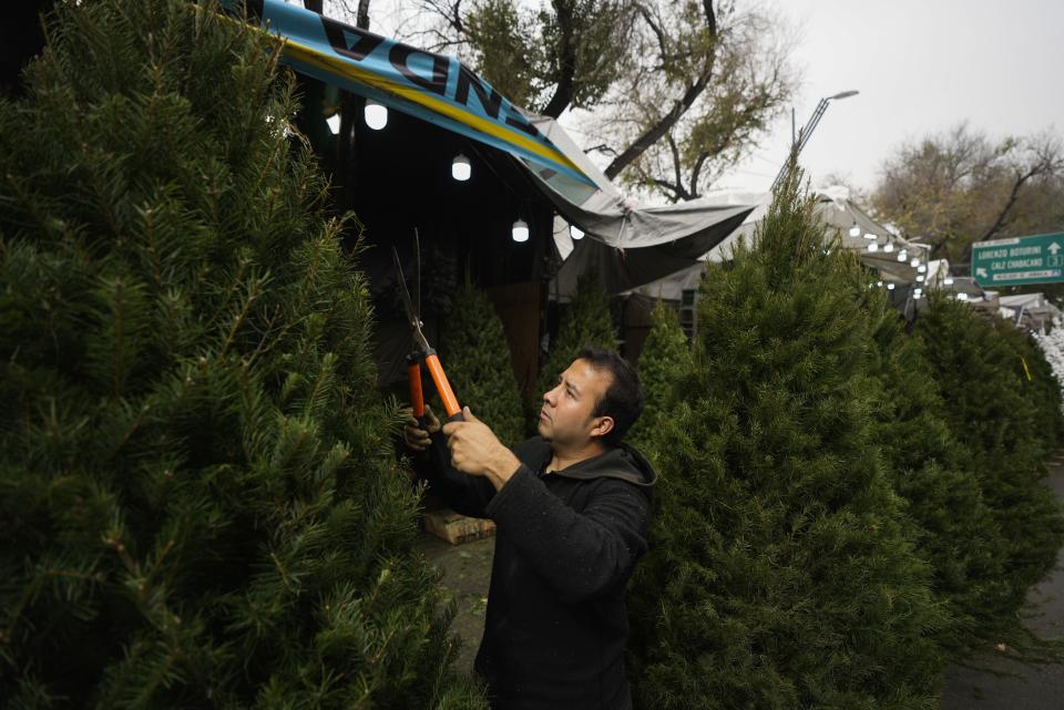 FILE - Christmas tree vendor Daniel Hernandez trims a pine at the Jamaica market, in Mexico City, Dec. 14, 2023. (AP Photo/Fernando Llano, File)