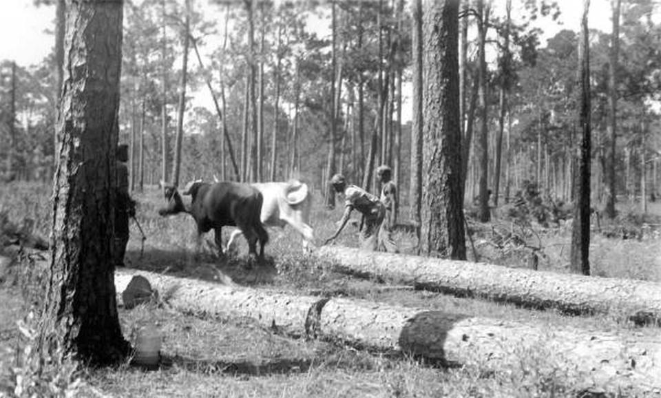 In this photo from the State Archives of Florida, loggers use a team of oxen to haul away longleaf pine logs near Mount Pleasant, Fla., Aug. 7, 1936. When European settlers came to North America, fire-dependent savannas anchored by lofty pines with footlong needles covered much of what became the southern United States. Yet by the 1990s, logging, clear-cutting for farms and development and fire suppression had all but eliminated longleaf pines and the grasslands beneath where hundreds of plant and animal species flourished. Now an intensive effort in nine coastal states from Virginia to Texas is bringing back the pines named for the long needles prized by Native Americans for weaving baskets. (Florida Forest Service/State Archives of Florida via AP)