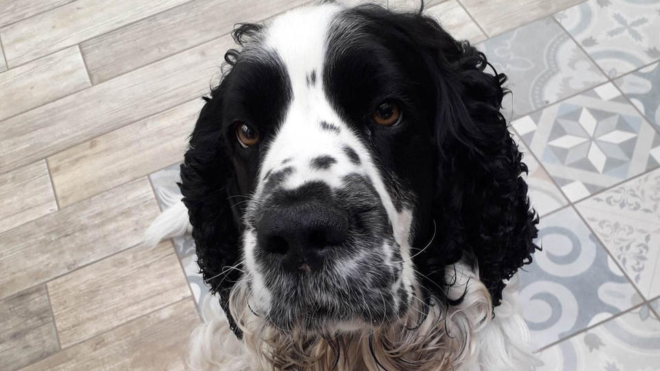 Olly the springer spaniel looking at his owner