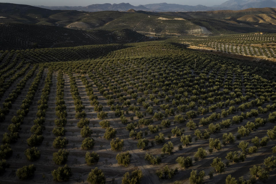 Rows of olive trees grow in the southern town of Quesada, a rural community in the heartland of Spain's olive country, Friday, Oct. 28, 2022. Spain, the world’s leading olive producer, has seen its harvest this year fall victim to the global weather shifts fueled by climate change. An extremely hot and dry summer that has shrunk reservoirs and sparked forest fires is now threatening the heartiest of its staple crops. (AP Photo)