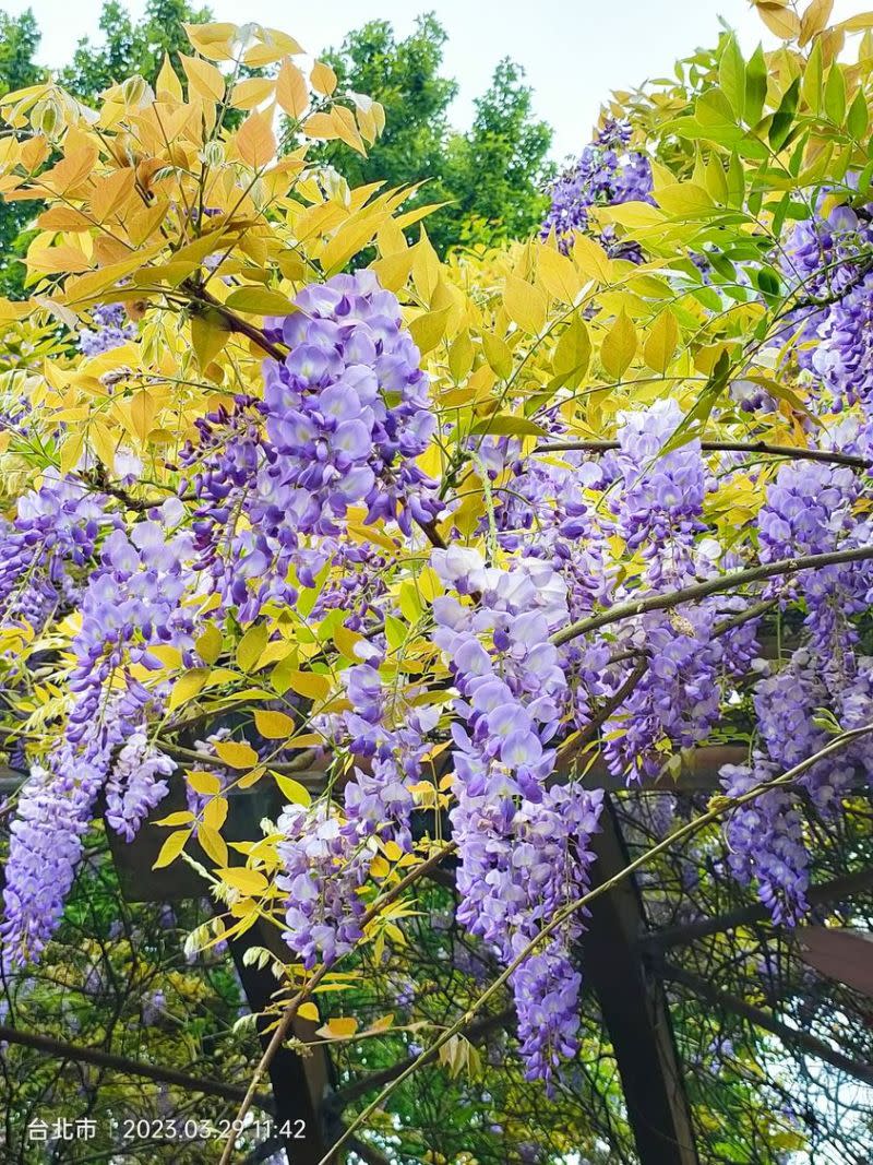 ▲陽明山前山公園的「紫藤花亭」，是免門票就可以開心拍紫藤花海的網美熱點。（圖／翻攝陽明山前山公園臉書粉專_章建德攝）