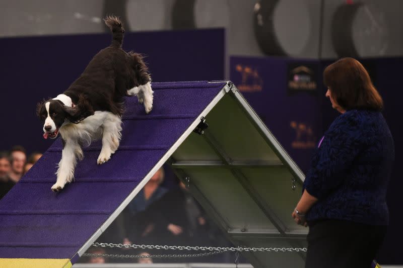 A dog competes in the Masters Agility Championship during the Westminster Kennel Club Dog Show in New York