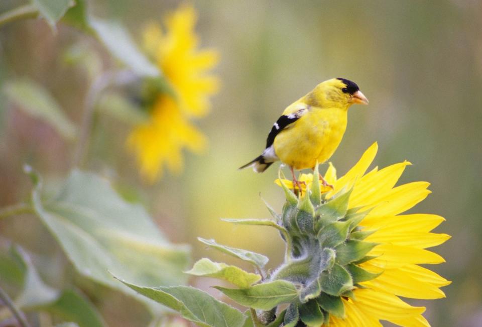 american goldfinch carduelis tristis standing on sunflower