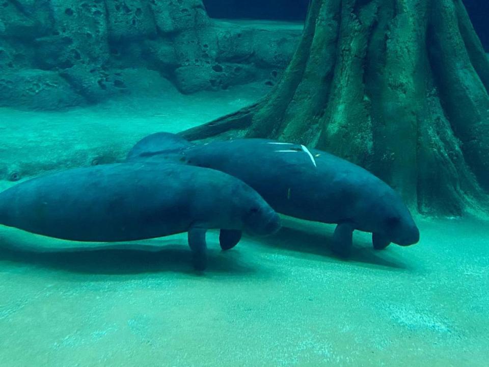 Florida manatees Tober and Ripkin, pictured, arrived at The Bishop Museum of Science and Nature in Bradenton last month, where they will rehabilitate before their return to the wild.