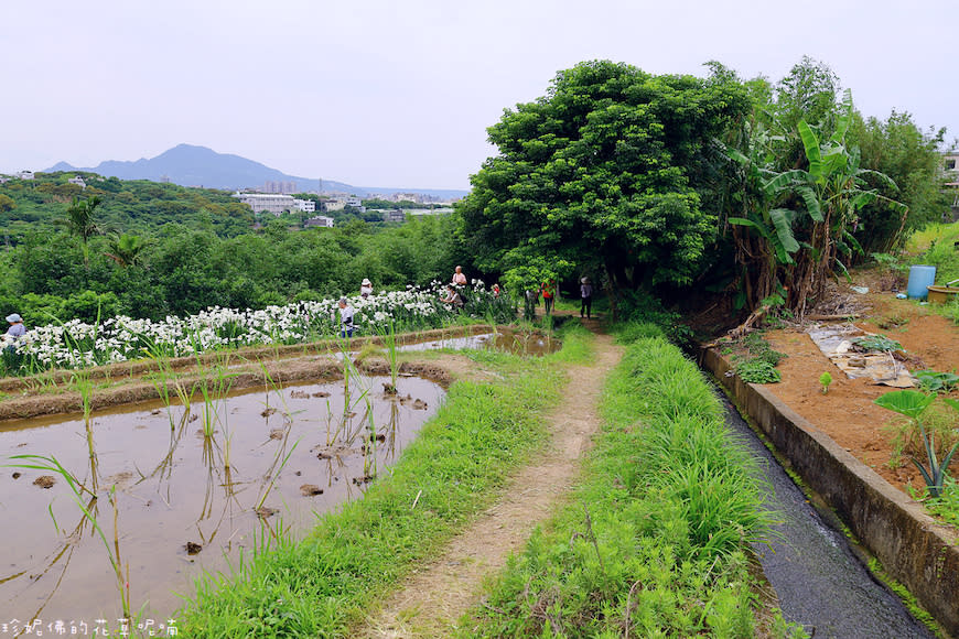 新北淡水｜奎柔山路百合花園