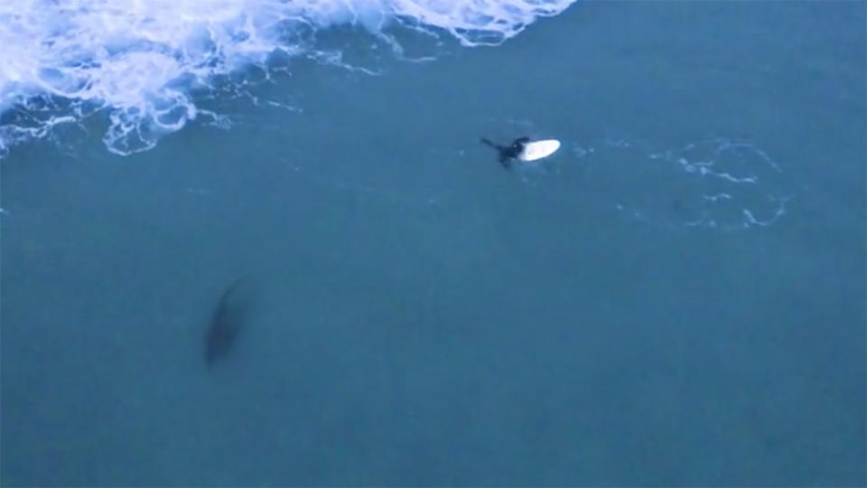 A shark has been seen swimming very close to a surfer. Source: Caters