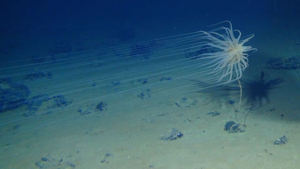 The newly discovered species Relicanthus sp. lives on sponge stalks attached to polymetallic nodules found on the seabed. - Courtesy Craig Smith and Diva Amon, ABYSSLINE Project