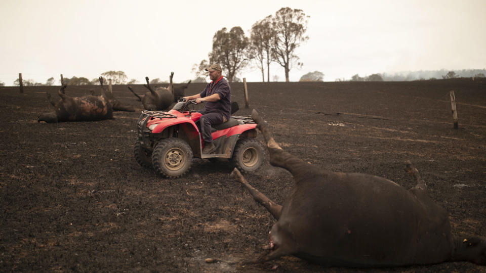 Farmer Steve Shipton's cows lay dead after being killed by bushfire