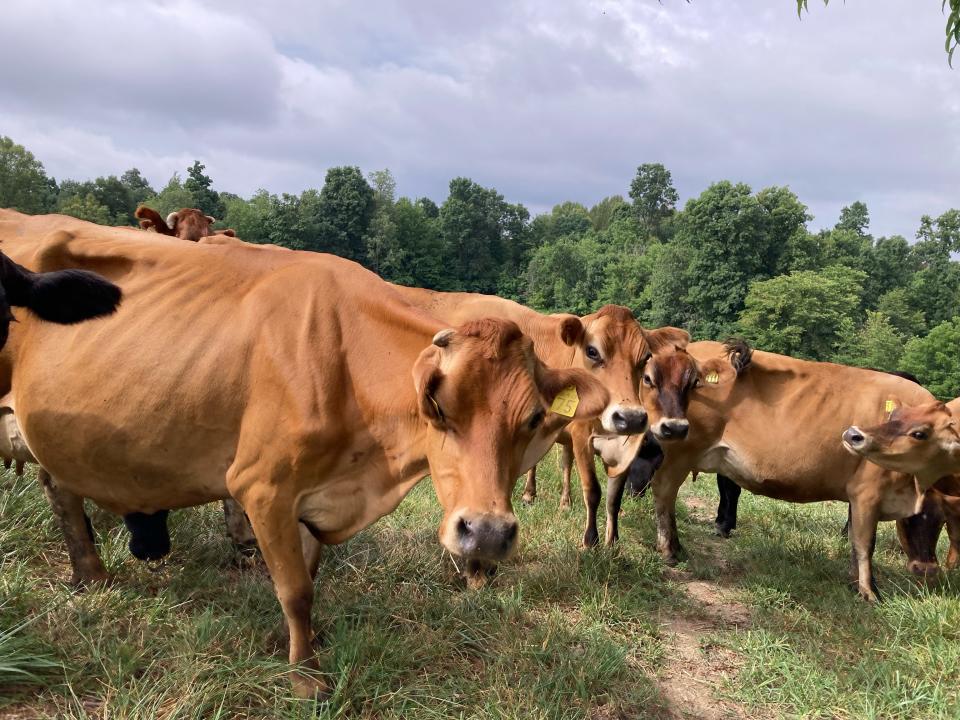 These milk cows on the Paul and Rebecca Nisley family farm in Baltic were wondering why so many people were walking through their pasture during Family Farm Field Days on July 16.