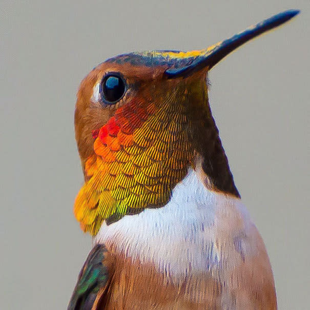 Una familia numerosa. Para muchos, estas aves son consideradas de las más excepcionales del planeta, y no faltan razones para pensarlo: cuando hablamos de los colibríes, estamos refiriéndonos a más de 300 especies distribuidas principalmente en América tropical.