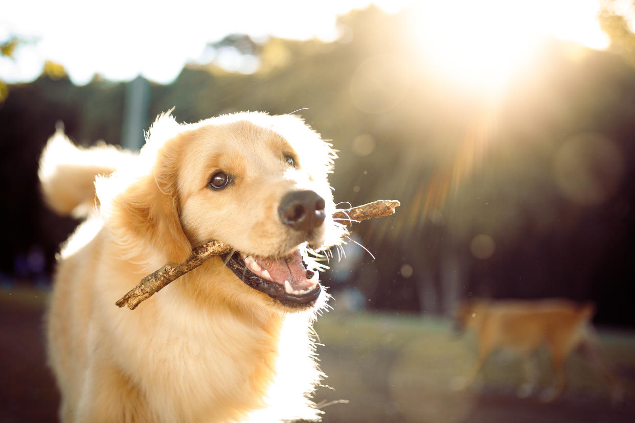 ¿Cuántas curiosidades conoces sobre los perros? En la foto, un perro juega con un palo en un parque. (Getty)