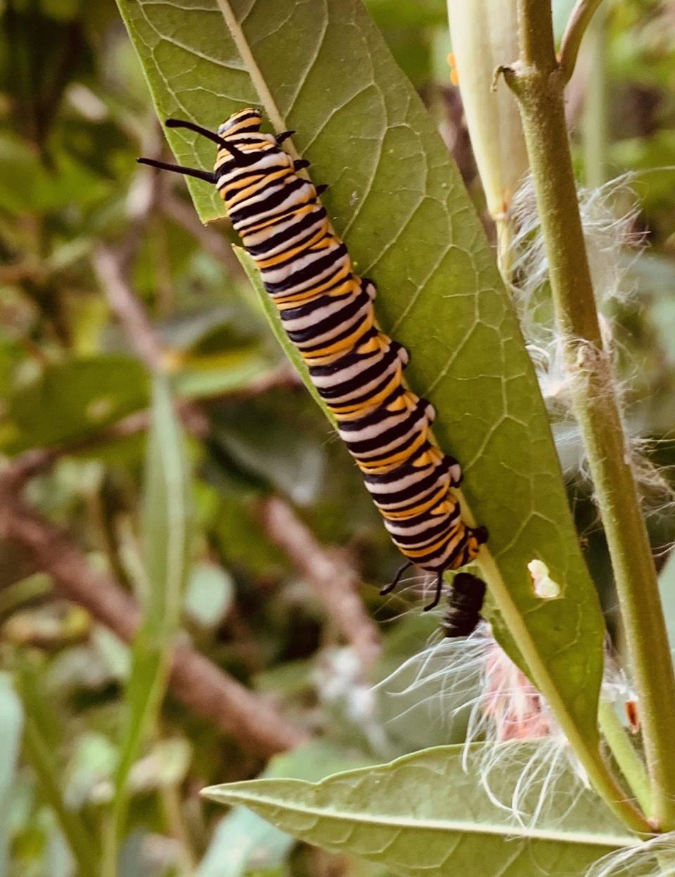 Monarch Caterpillar