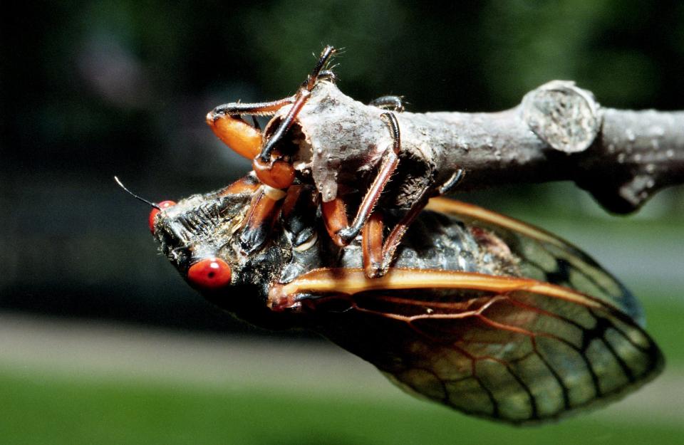 A fully developed cicada rests on a small tree limb in the Hillsboro Village area of Nashville May 11, 1998, after spending 13 years in the ground. "Now, the sex begins," say Dr. Gene Kritsky, cicada expert and professor and chair of biology at the College of Mount St. Joseph in Cincinnati, Ohio. "Hundreds of thousands of males will gather in the treetops and start chorusing."