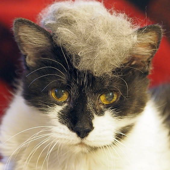 Trumpy Cat