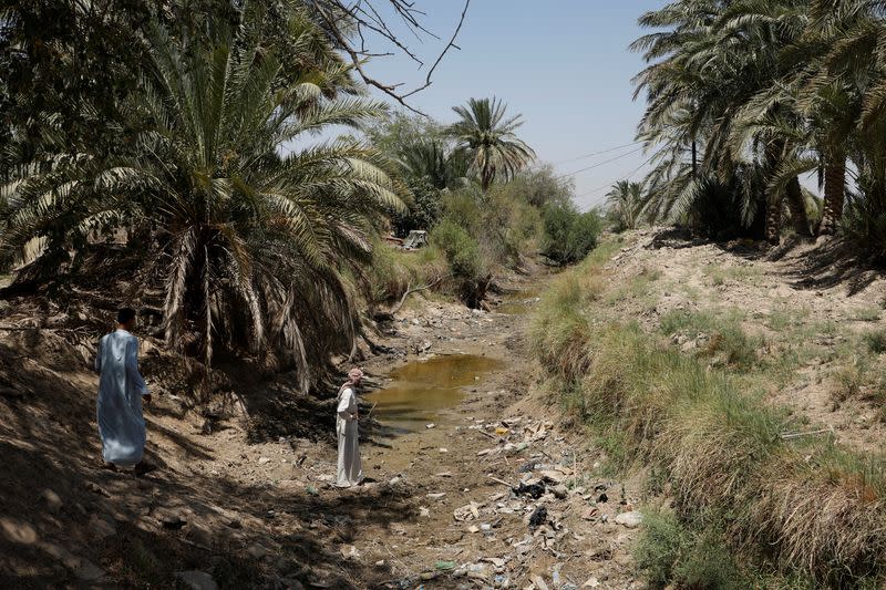 The Wider Image: Drought imperils Iraq's water buffalo and a child's way of life