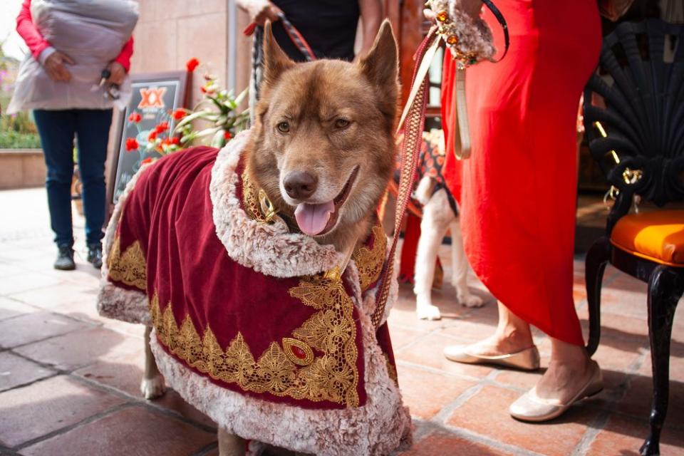 The annual event, hosted by the Helen Woodward Animal Center, allows adopted pets the chance to reunite with their litter mates and favorite shelter volunteers