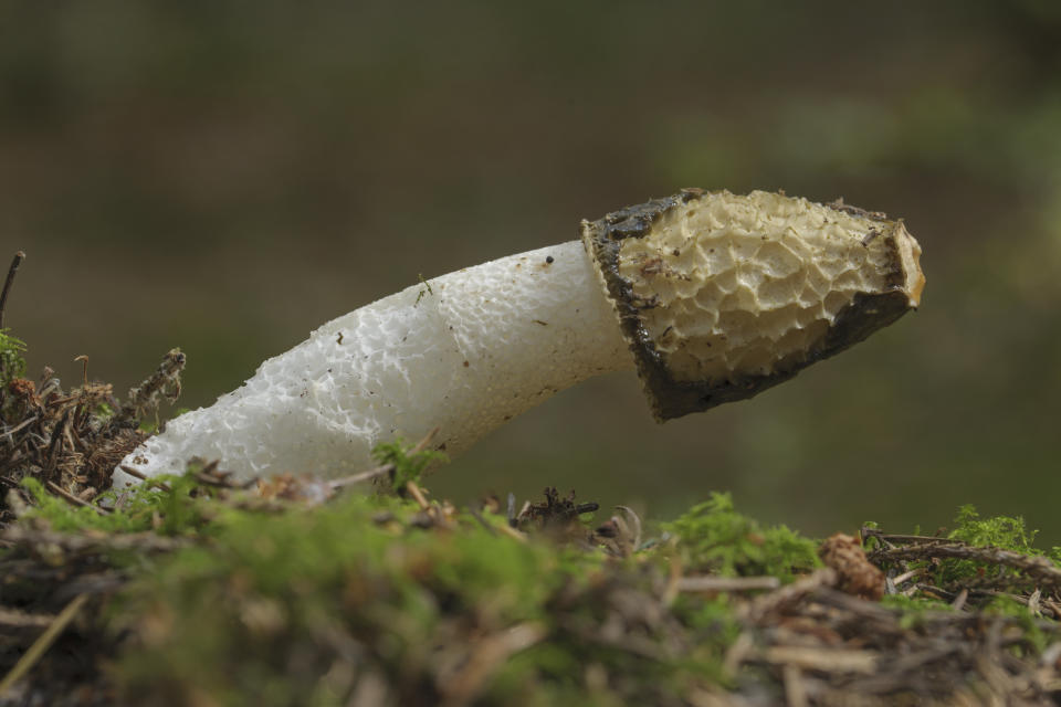 Stinkhorn (John Bridges/WTML/PA)