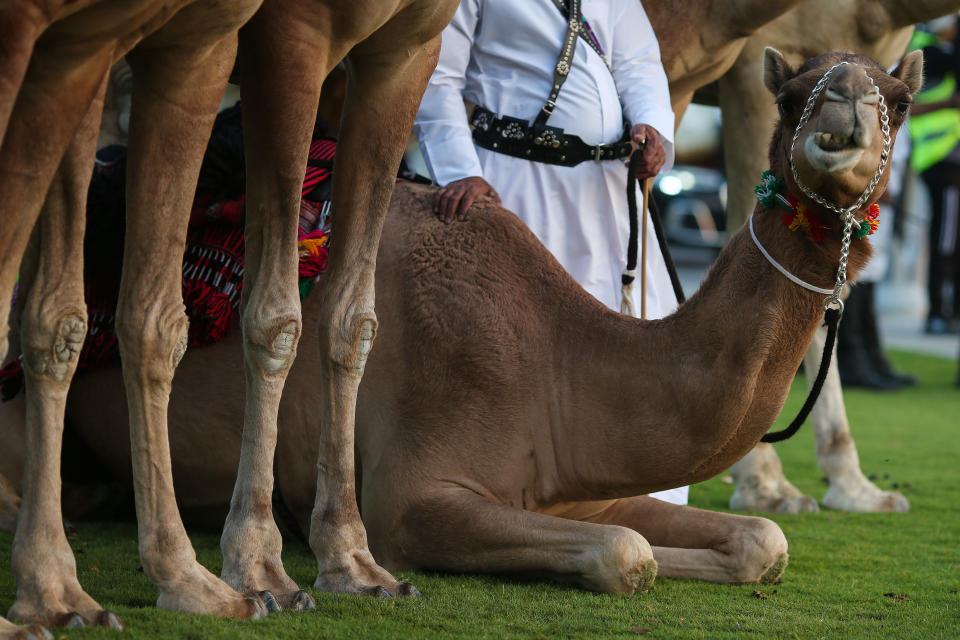 AL KHOR, QATAR - NOVEMBER 20: A camel kneels ahead  of the FIFA World Cup Qatar 2022 Group A match between Qatar and Ecuador at Al Bayt Stadium on November 20, 2022 in Al Khor, Qatar. (Photo by Charlotte Wilson/Offside/Offside via Getty Images)