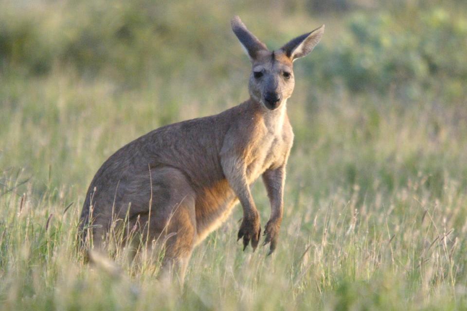 Out of control: the kangaroo population in Australia is double that of humans: AFP/Getty Images