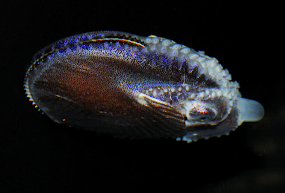 This image provided by the Cabrillo Marine Aquarium shows a female Argonaut, or paper nautilus, a species of cephalopod that was recently scooped out of the ocean off the California coast. The baseball-sized animal is making herself at home at the aquarium, bobbing up and down in her tank furling and unfurling her sucker-covered arms. This strange octopus is rare in California, because it only lives in tropical and subtropical waters. (AP Photo/Cabrillo Marine Aquarium, Gary Florin)