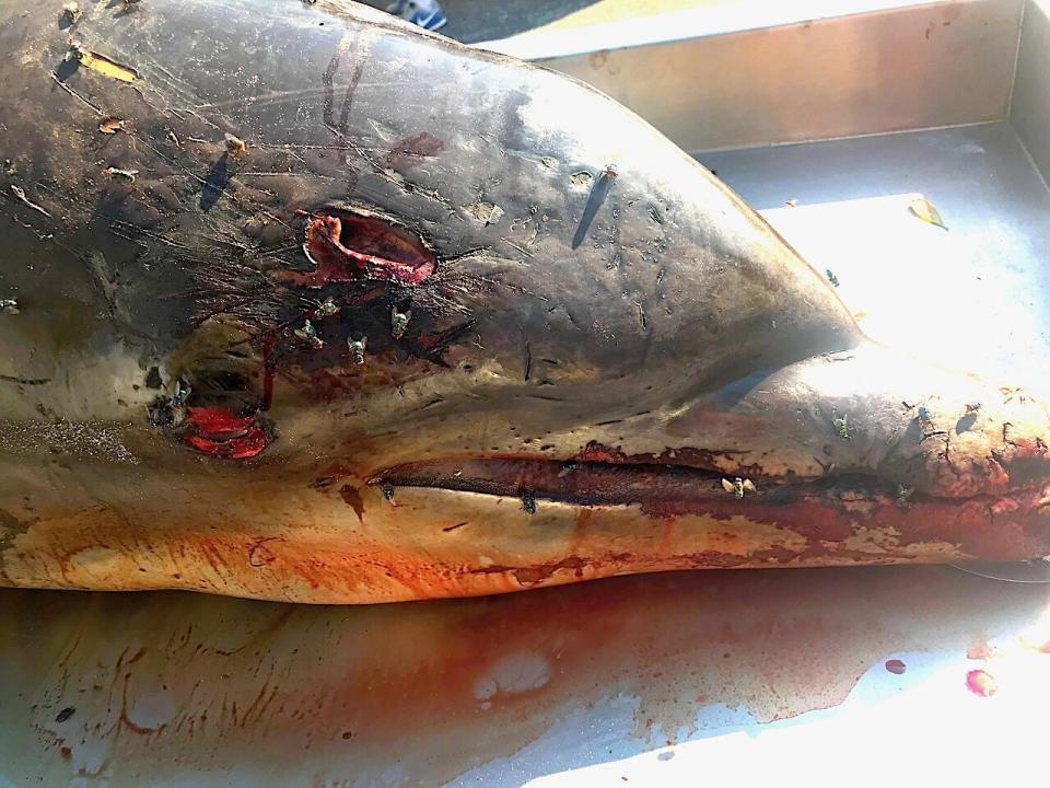 This adult male bottlenose dolphin died of a head wound that penetrated his brain. Now authorities are on a hunt to find who is responsible. (Photo: Florida Fish and Wildlife Conservation Commission)