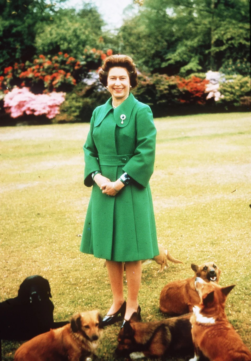 The Queen at Sandringham with her corgis.  Photo.  Anwar Hussein