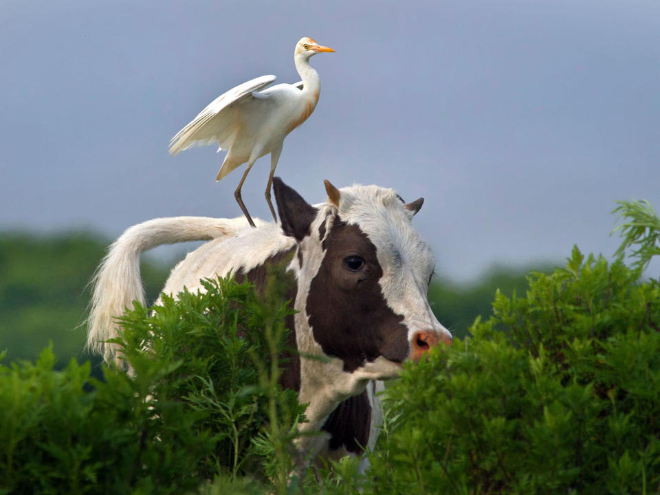 Best animal friendships