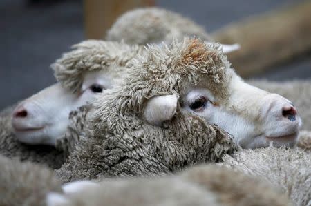 A flock of Exmoor Horn sheep are penned in Savile Row, London, Britain October 5, 2015. REUTERS/Peter Nicholls