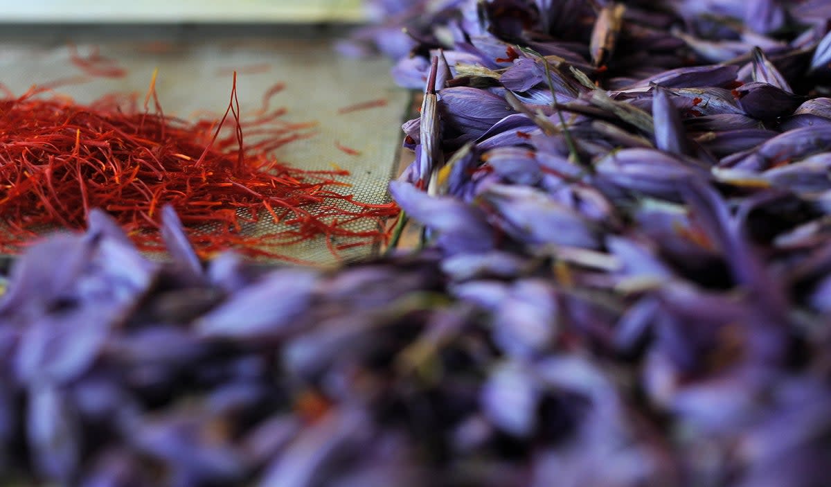 Flowers and stigmas of Crocus Sativus, the saffron crocus, lay on a table, during the saffron harvest near the village of San Gimignano on November 4, 2008 in the Tuscany region of Italy. (AFP via Getty Images)