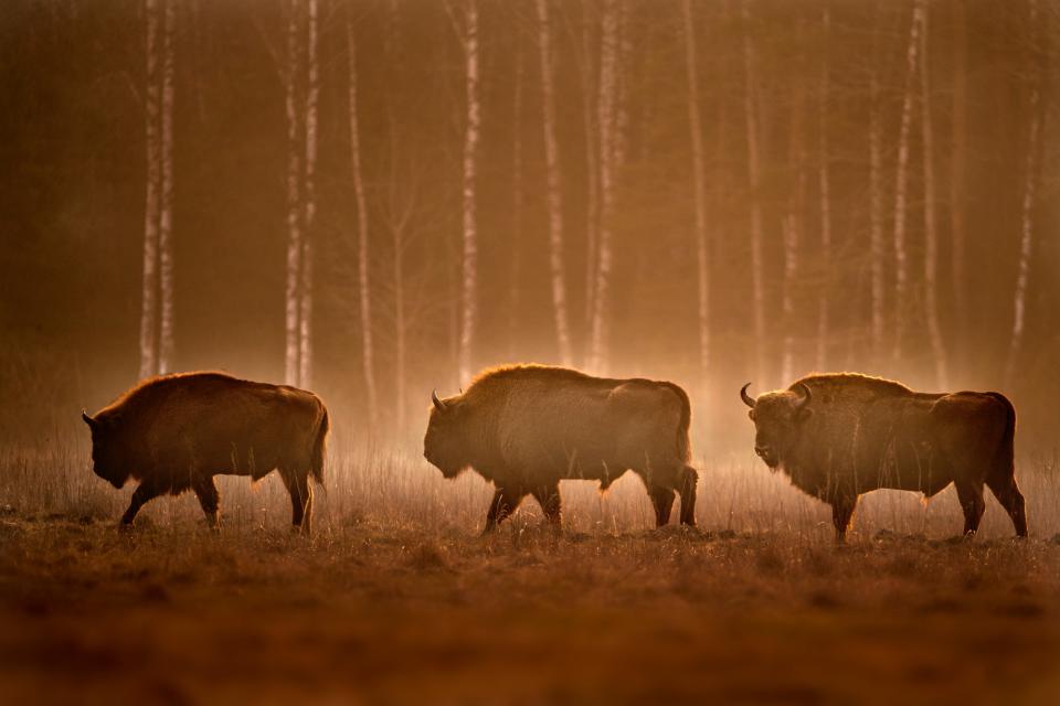 See bison as well as birds in Poland's Bialowieza Forest - getty