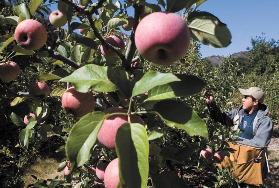Angel Bravo picks apples at Gopher Glen apple farm in See Canyon in 2010.
