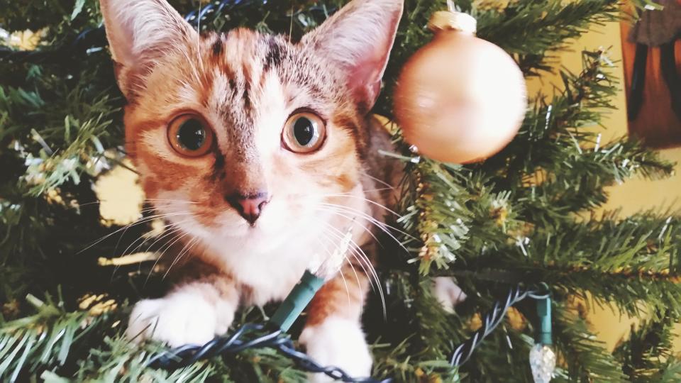 Haustiere sollen kein Weihnachtsgeschenk sein – das finden zumindest deutsche Tierheime. (Symbolbild: Christian Lizarazo/EyeEm/Getty Images)