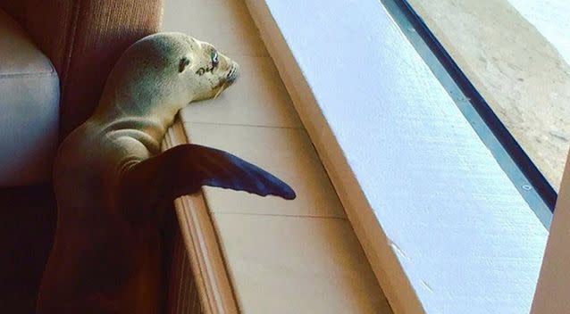 The seal was just patiently waiting for breakfast when she was found. Photo: Facebook/ Bernard Guillas