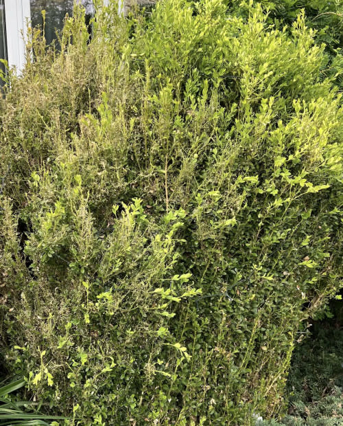 Landscape Ontario: Badly damaged mature boxwood 