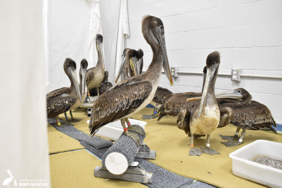 The International Bird Rescue hospital in Los Angeles County received dozens of brown pelicans found starving on the Southern California coast.