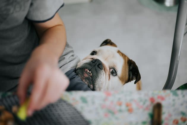 Be careful when giving your dog Thanksgiving table scraps.