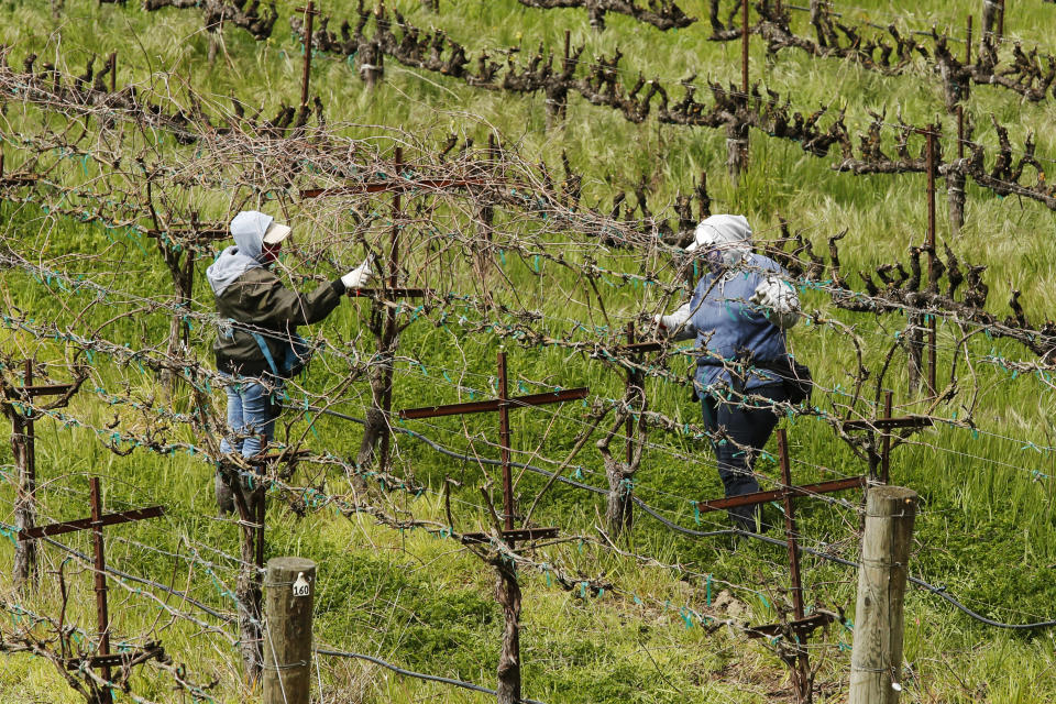 In this March 24, 2020, photo, farmworkers keep their distance from each others they work at the Heringer Estates Family Vineyards and Winery in Clarksburg, Calif. Farms continue to operate as essential businesses that supply food to California and much of the country as schools, restaurants and stores shutter over the coronavirus. But some workers are anxious about the virus spreading among them and their families. Steve Heringer, general manager of the 152-year-old family owned business said workers now have more hand sanitizer and already use their own gloves for field work. (AP Photo/Rich Pedroncelli)