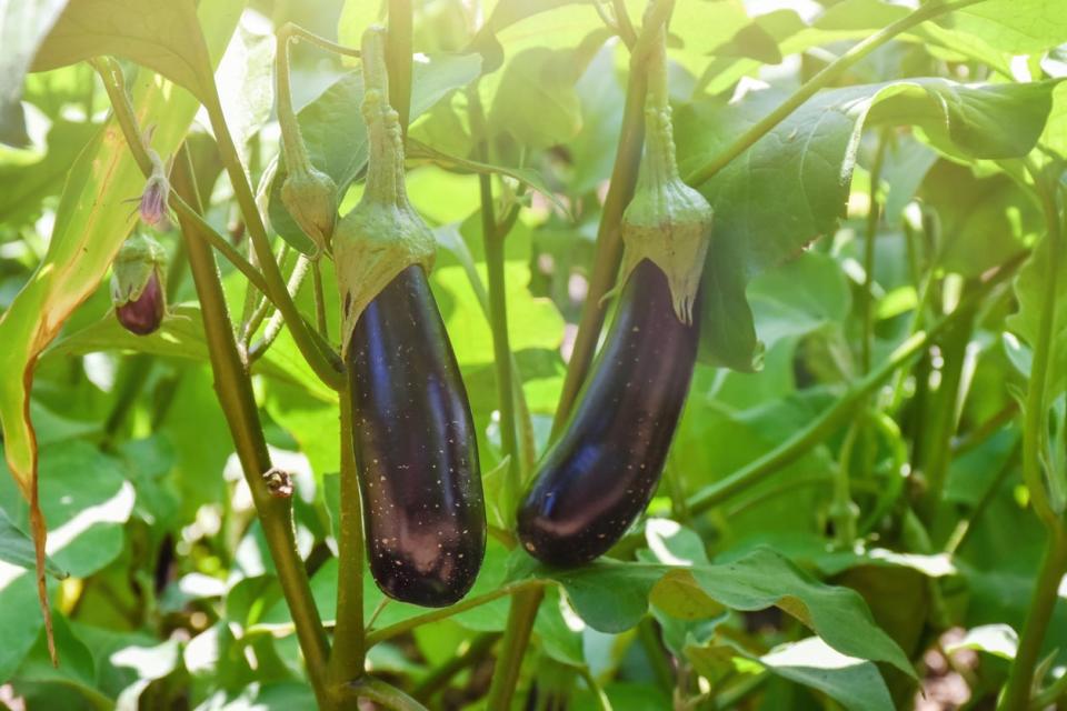 Eggplants growing in the vegetable garden