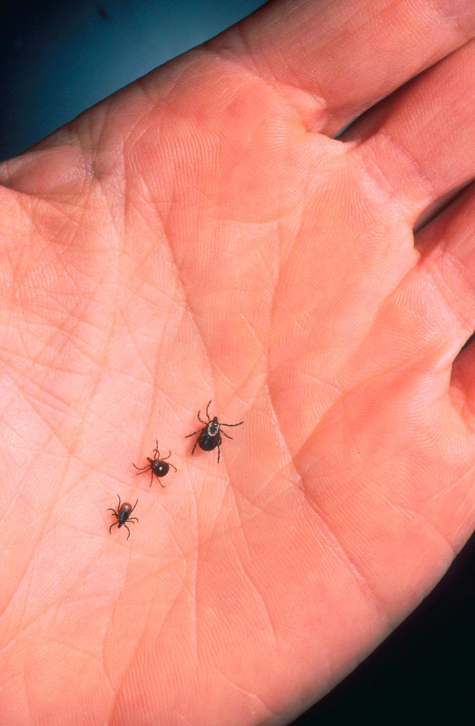 Ticks are pictured on the palm of a hand.