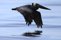 A bird covered in oil flies over an oil slick along the coast of Refugio State Beach in Goleta, California, May 20, 2015. REUTERS/Lucy Nicholson