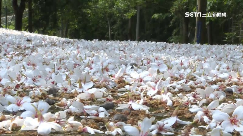 油桐花受到風吹落的場景被稱為「四月雪」。