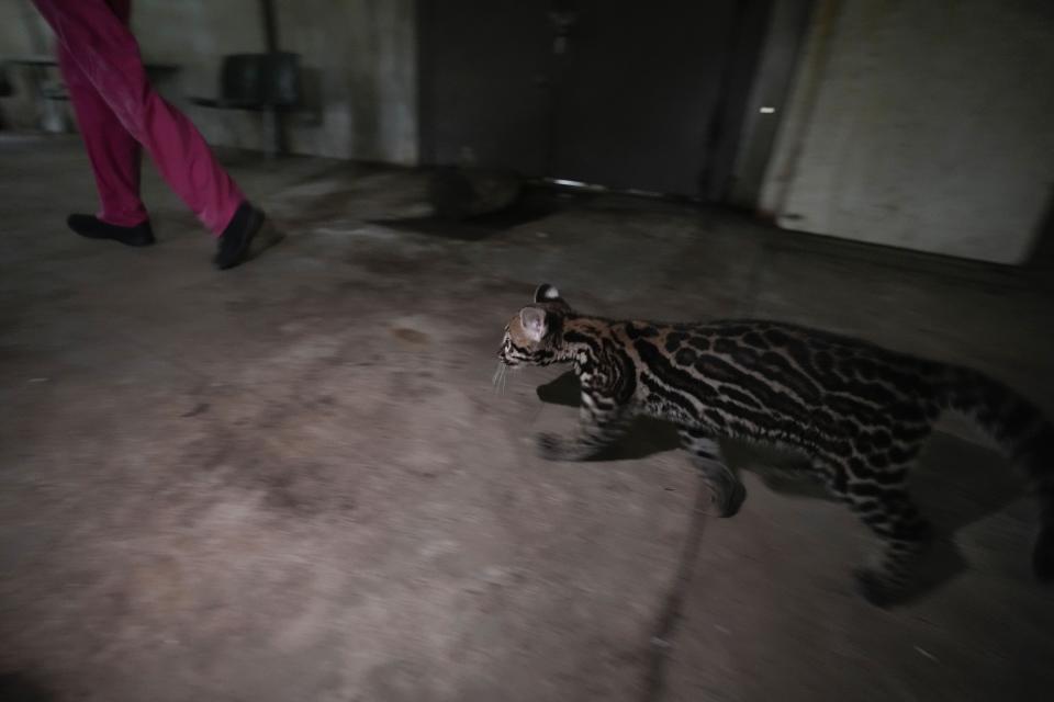 Un ocelote sigue a un veterinario después de recibir atención médica antes de ser liberado de nuevo en la naturaleza en un centro de rehabilitación del Ministerio del Medio Ambiente en la Ciudad de Panamá, el miércoles 28 de septiembre de 2022. (AP Foto/Arnulfo Franco)