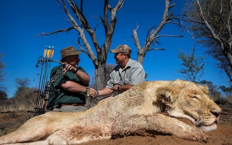 . Canned hunting – in which lions are released into an enclosed space with no possibility of escape and then hunted – is legal in South Africa and is a multimillion-pound industry.   - Credit: Getty images