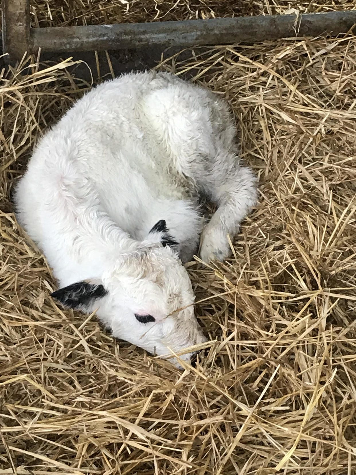 Snow the Vaynol calf lying on the straw