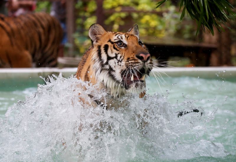 Foto del miércoles de un tigre jugando en el agua en un zoológico en Chaing Mai, Tailandia