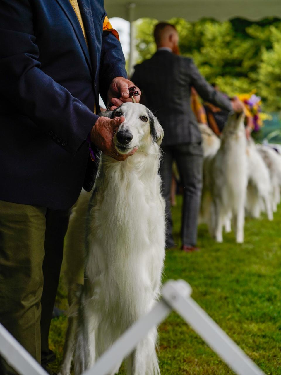 close up of a contender at the westminster dog show