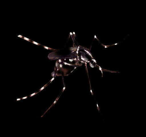 Asian tiger mosquito, graphic element on black